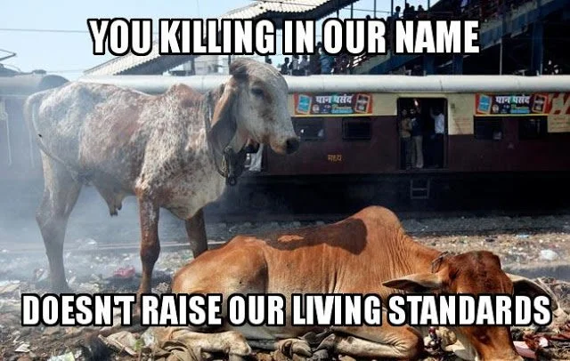cows in india