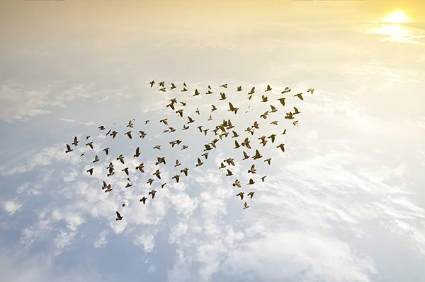 Birds on sky , growth development concept